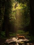 Deer_in_shaft_of_light.jpg