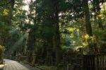 Sun_through_the_Cedars.jpg
